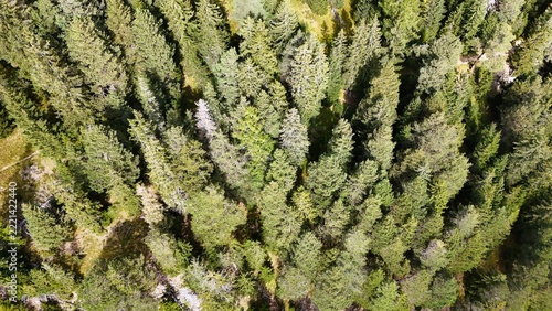 Aerial View of a Dense Evergreen Forest on a Mountain Slope