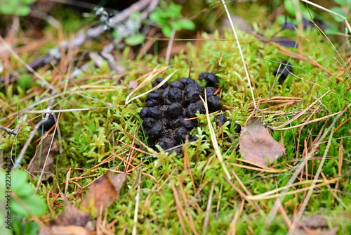 Deer Droppings on Moss and Pine Needles in Forest