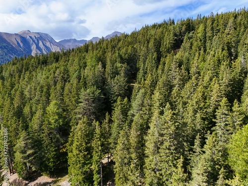 Aerial View of a Dense Evergreen Forest on a Mountain Slope
