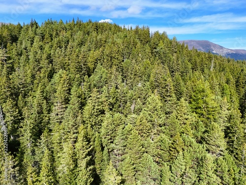 Aerial View of a Dense Evergreen Forest on a Mountain Slope