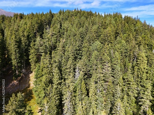 Aerial View of a Dense Evergreen Forest on a Mountain Slope