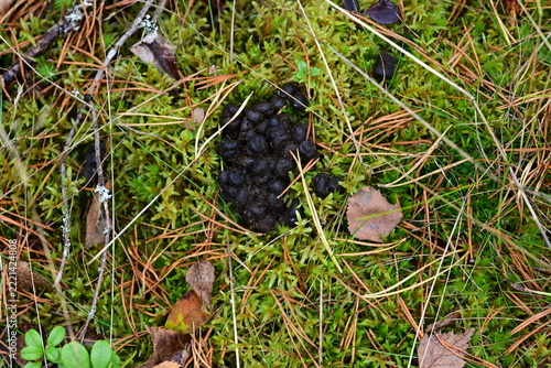 Deer Droppings on Moss and Pine Needles in Forest