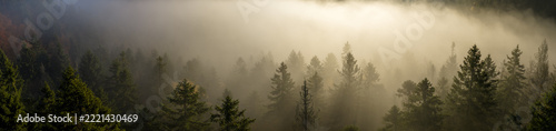 Aerial View of a Misty Autumn Forest in the Mountains
