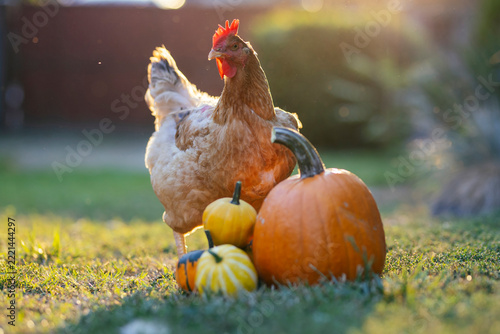 Pumpkin an chicken On Grass At Sunset - Thanksgiving - Gourds In Fall Landscape And Sunlight