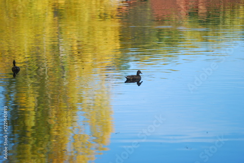 ducks on the lake 