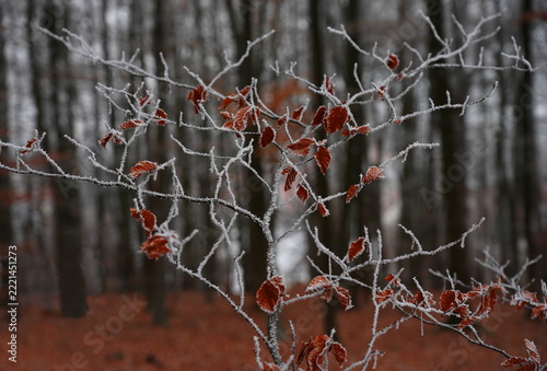 hoarfrost in the beech forest