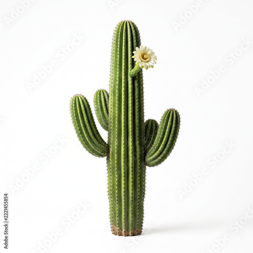 Resilient green cactus with one delicate cream flower