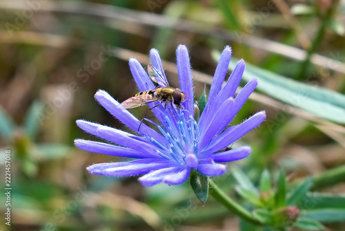 Marmalade hoverfly (Episyrphus balteatus) on a chicory flower