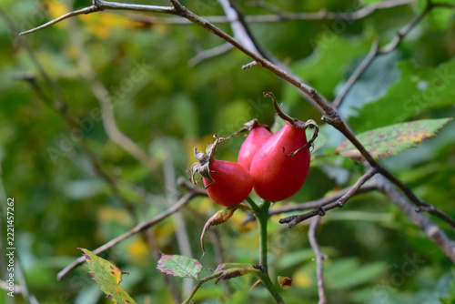 Ripe rosehips (Rosa canina) on a branch 