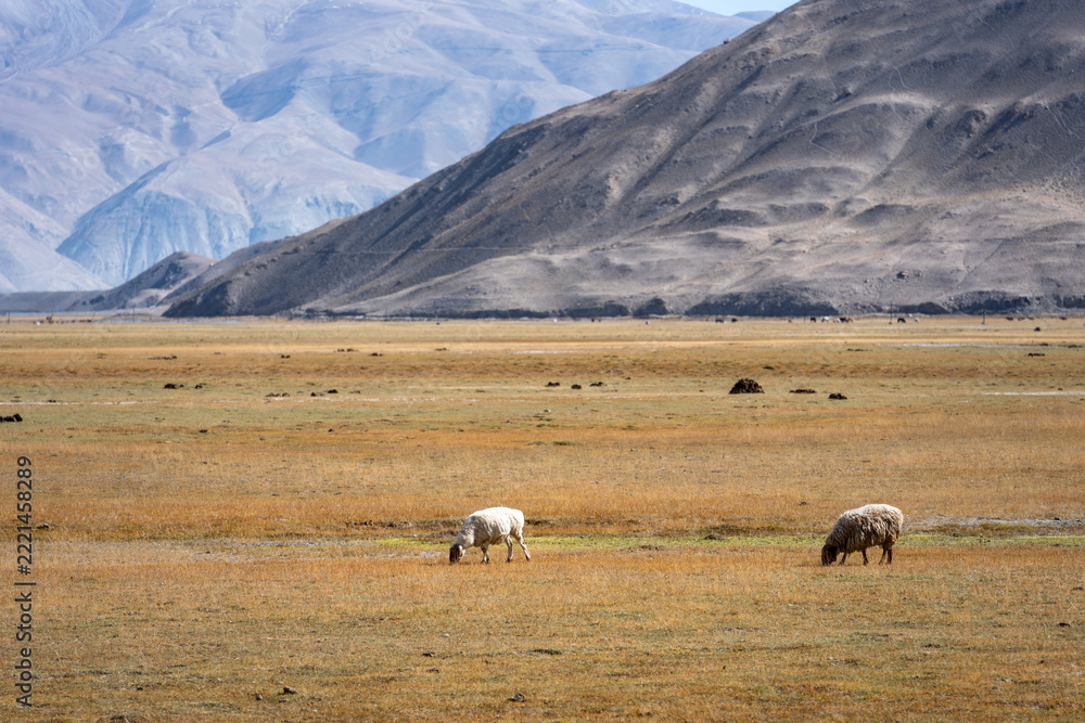 Fototapeta premium sheep grazing on the grasslands of pamir plateau with mountains in background