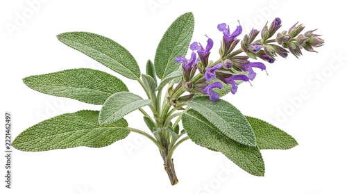 Close-up of fresh sage leaves and purple flowers on white background