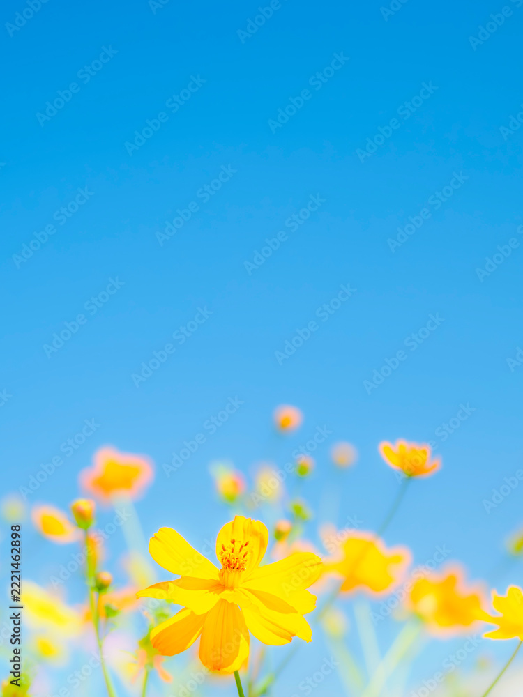 Fototapeta premium 青空を見上げる花。キバナコスモスと青空のコントラスト。爽やかな秋の公園や花壇を彩るコスモスのある風景。自然風景素材。コピースペース