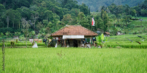 Small house in a rice fields in Indonesia. 