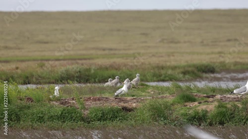 A close-up of a European herring gull perched among flowers. Yakutia