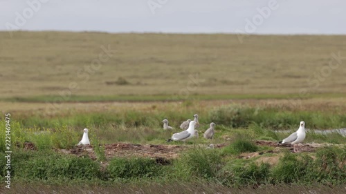 A close-up of a European herring gull perched among flowers. Yakutia