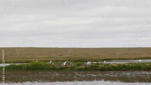 A close-up of a European herring gull perched among flowers. Yakutia