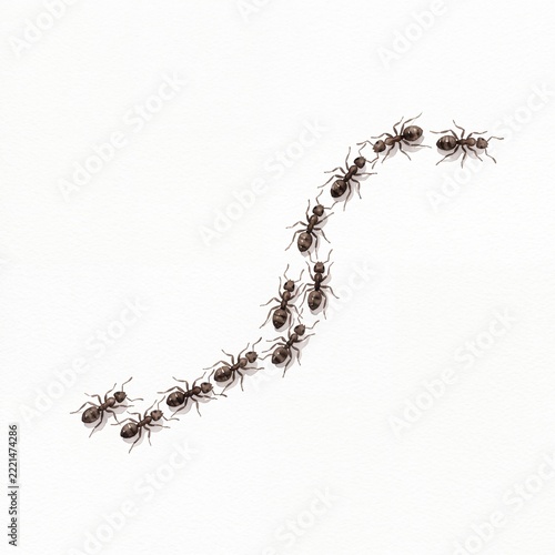 Watercolor Illustration of a Trail of Ants Crawling