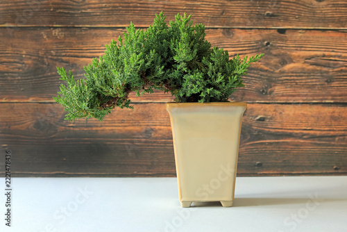 Isolated cascade juniper bonsai tree in a cream pot