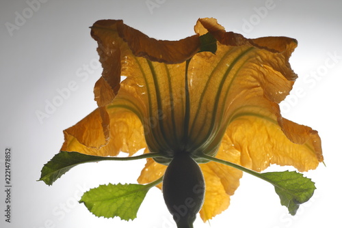 Cucurbita moschata - Pumpkin flower pistil