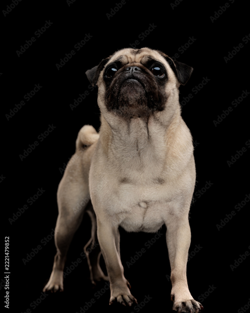 Obraz premium Curious pug dog standing and looking up