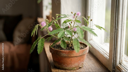 Potted Mimosa Pudica Plant with Pink Flowers Resting on Rustic Wooden Windowsill