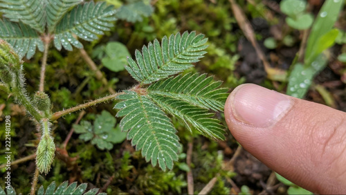Human Finger Touching Sensitive Plant Leaf Mimosa Pudica Demonstration