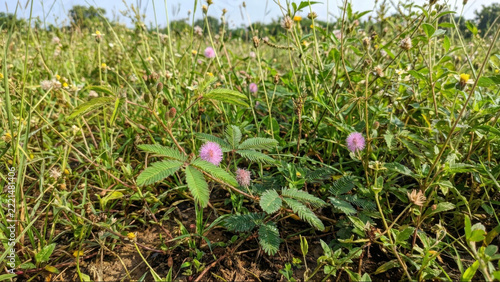Flowering Mimosa Pudica Plant with Pink Flowers Growing Wild in Meadow