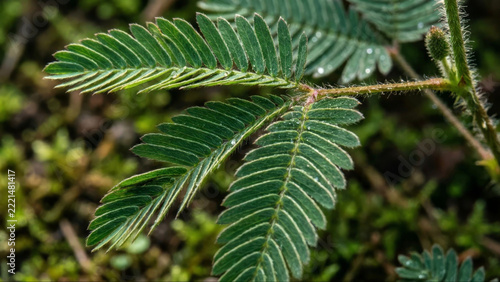 Detailed Close Up of Fresh Green Mimosa Pudica Leaves with Water Droplets