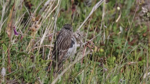A female redpoll perched on the grass. Close-up