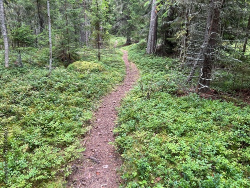 Forest trail through a lush green coniferous forest in Sweden