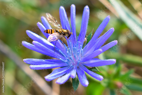 Marmalade hoverfly (Episyrphus balteatus) on a chicory flower