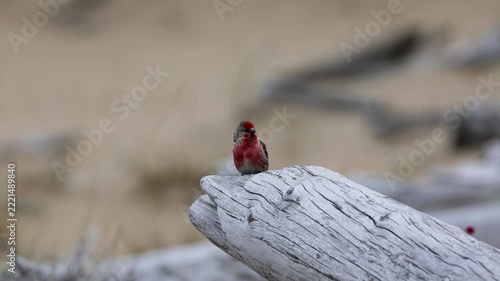 A male redpoll perched on the grass. Close-up