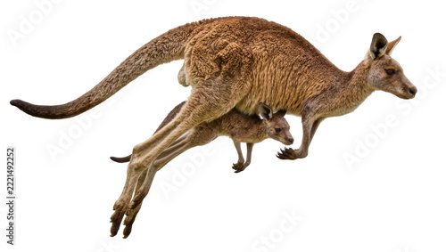 Mother kangaroo carrying joey in pouch, isolated on transparent background
