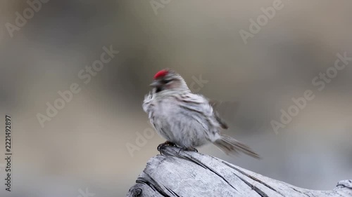 A male redpoll perched on the grass. Close-up