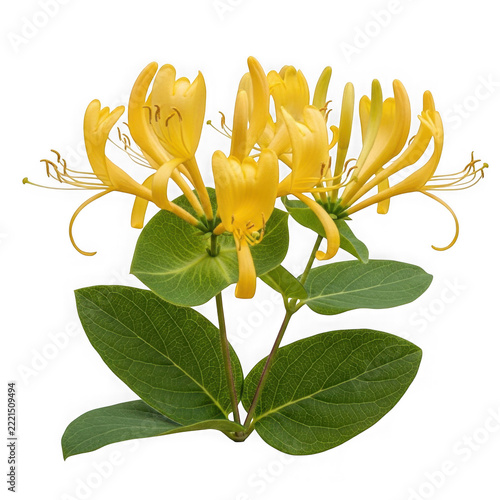 Yellow honeysuckle flower on green leaves