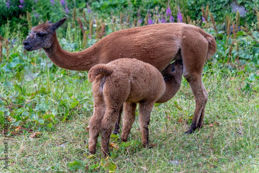 Fototapeta premium Mother alpaca with cute baby cria nursing on a green mountain meadow