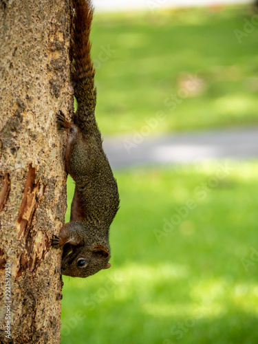 The squirrel is running on the tree