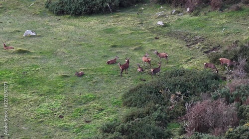 Group of red deer feeding during the rut in County Donegal, Ireland