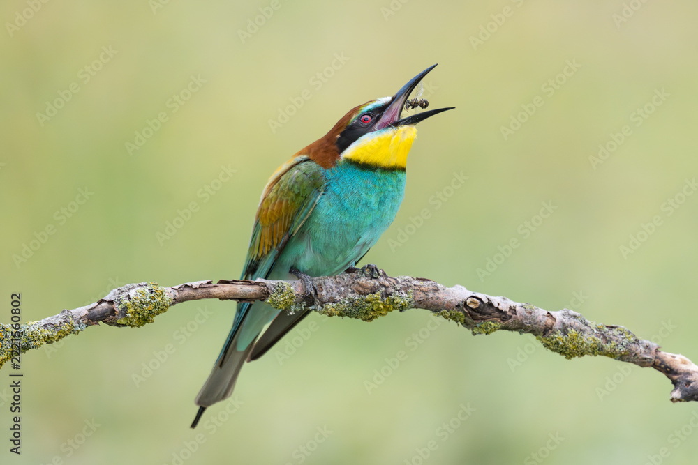 Fototapeta premium European Bee-eater eating a bee, Merops apiaster, Bulgaria