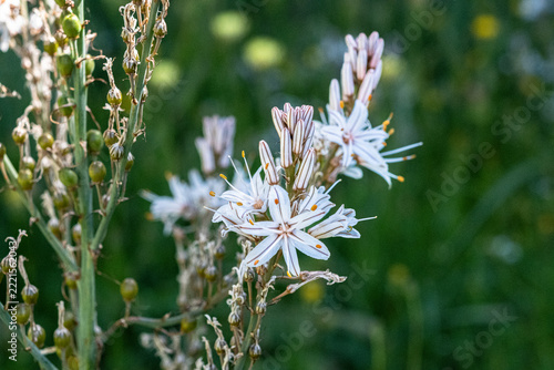 Close-Up Of White Flower Asphodel Blossom