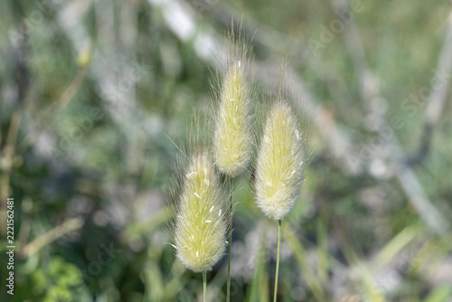 Hare's-tail grass growing outdoors in natural light