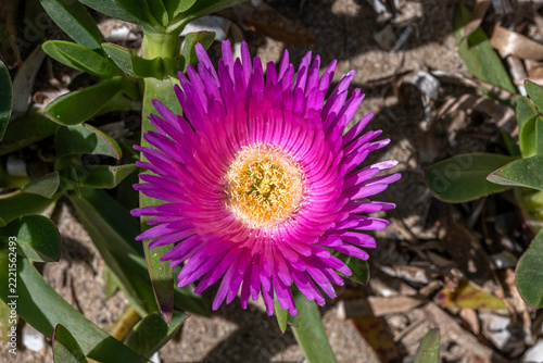 Blüte einer mediterranen Mittagsblume in pink