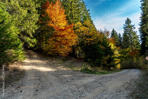 Intersecting forest roads at autumn in Transylvania, Romania.