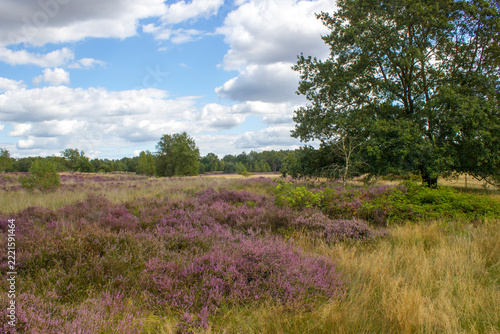 Heathland in National Park Maasduinen in the Netherlands