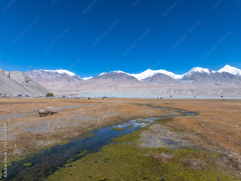 Fototapeta premium wetland grassland and snow mountains in Pamir Plateau