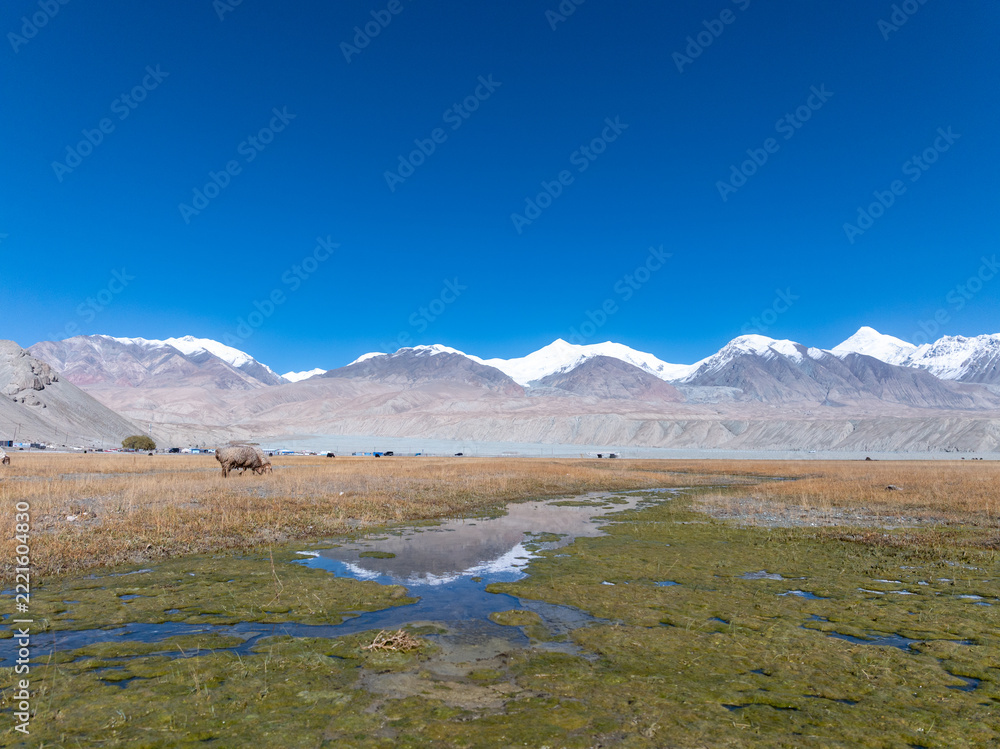 Fototapeta premium wetland meadow under snow mountains in pamir plateau