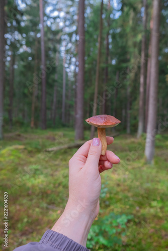 Woman’s Hand Holding a Freshly Picked Young Mushroom During a Forest Foraging Walk.