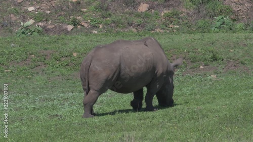 wild dehorned southern white rhino grazing on an open green meadow bank below a rocky hillside in a wildlife reserve during daylight