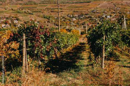 rows of grapevines in sunlit vineyard on hillside with distant village and patchwork fields under warm autumn