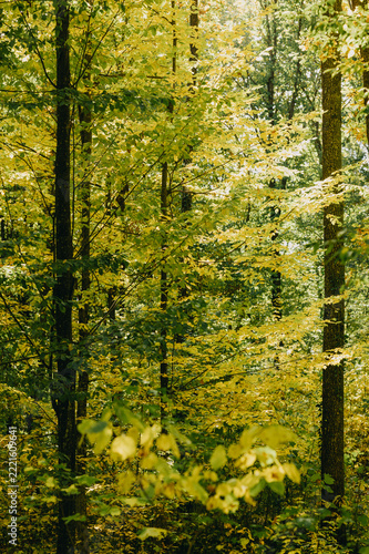 dense deciduous forest with green and yellow leaves in early autumn light, tall slender trunks and layered mid